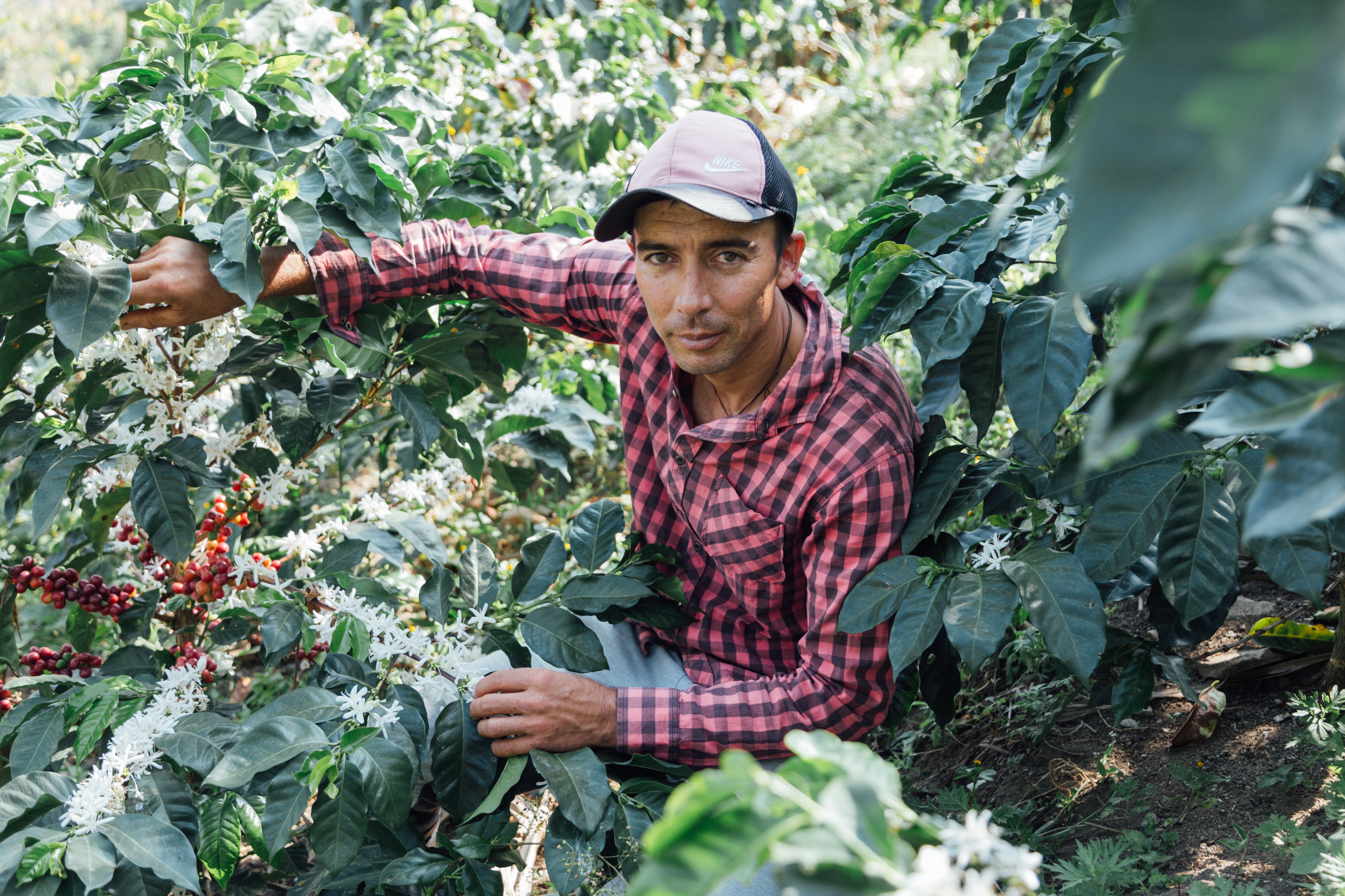 Colombia / Leon Henao / Los Acientos – Wavelength Coffee Roasters